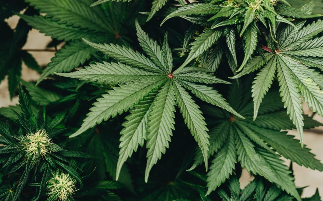 Marijuana Addiction