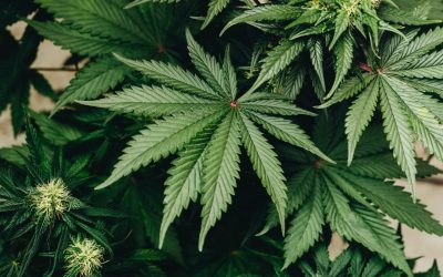 The Developing Brain at Risk: What the Latest 2026 Research Tells Us About Adolescent Cannabis Use and Mental Health