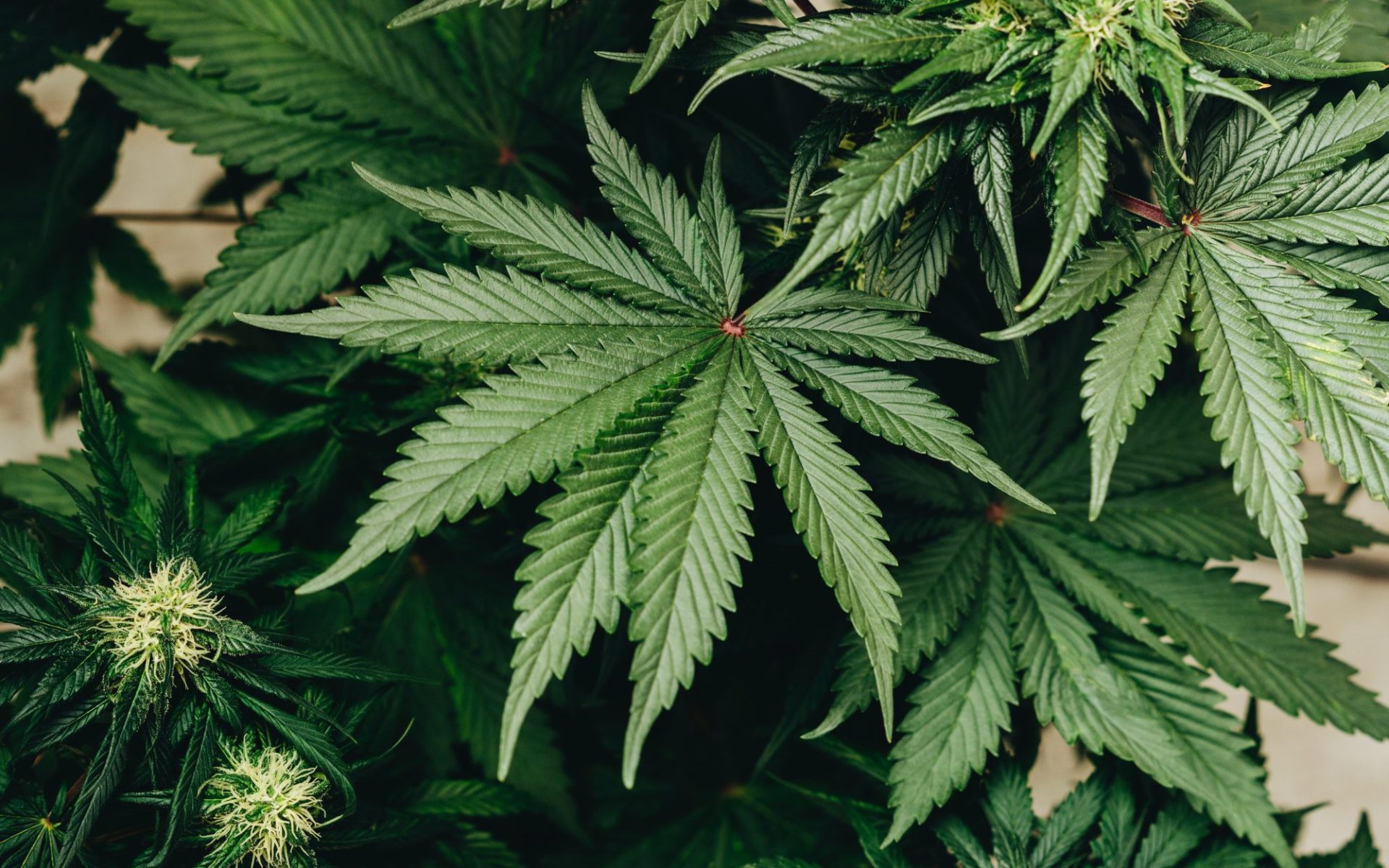up close image of marijuana plant